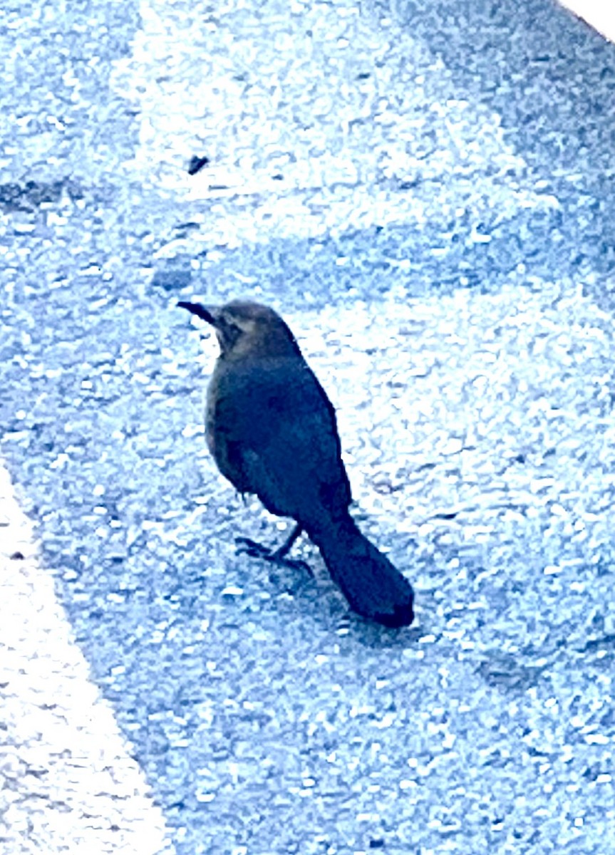 Great-tailed Grackle - ML532334381