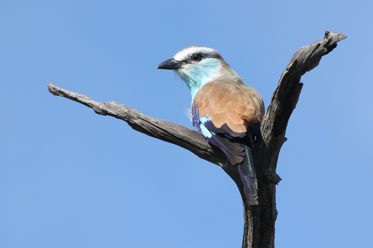 Racket-tailed Roller - ML532338061