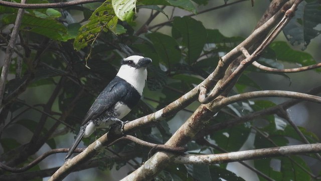 White-necked Puffbird - ML532338921