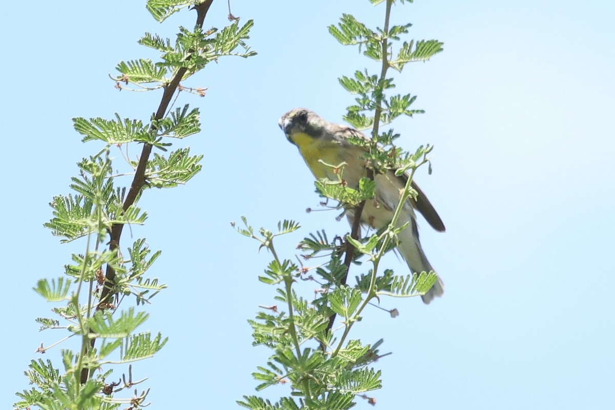 Lemon-breasted Seedeater - Daniel Engelbrecht - Birding Ecotours