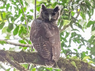  - Shelley's Eagle-Owl