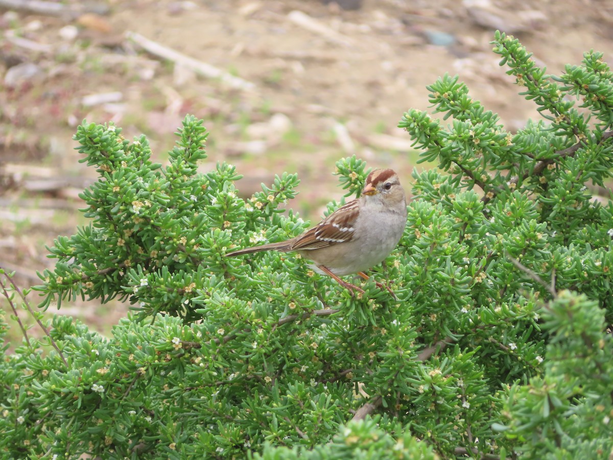 White-crowned Sparrow - ML532349591