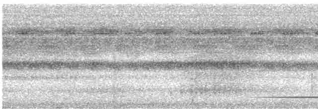 White-throated Tinamou - ML532354161