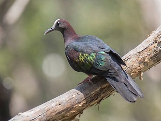  - New Guinea Bronzewing