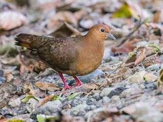 Shy Ground Dove - Pampusana stairi - Birds of the World