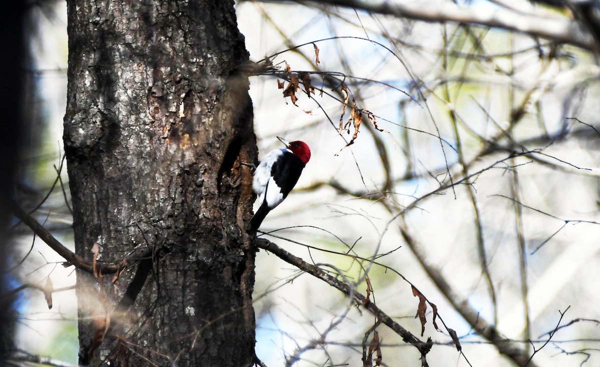 Red-headed Woodpecker - ML532357391