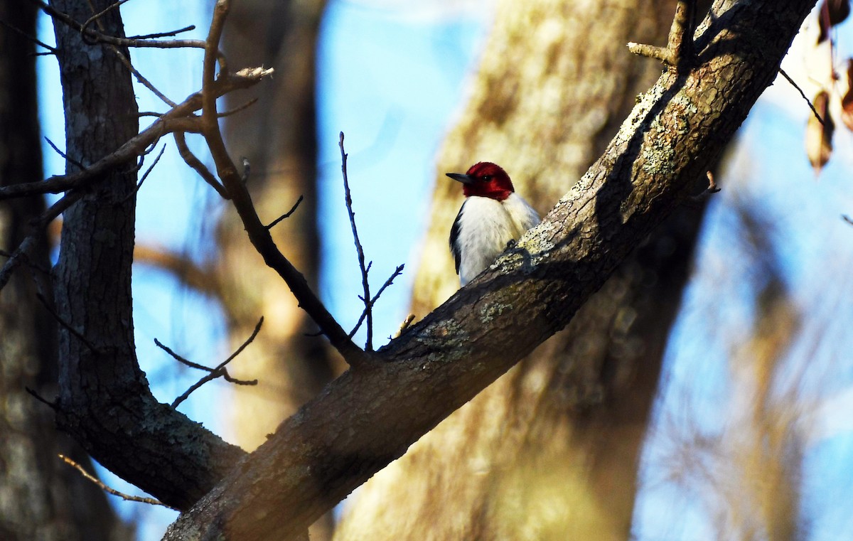 Red-headed Woodpecker - ML532357401