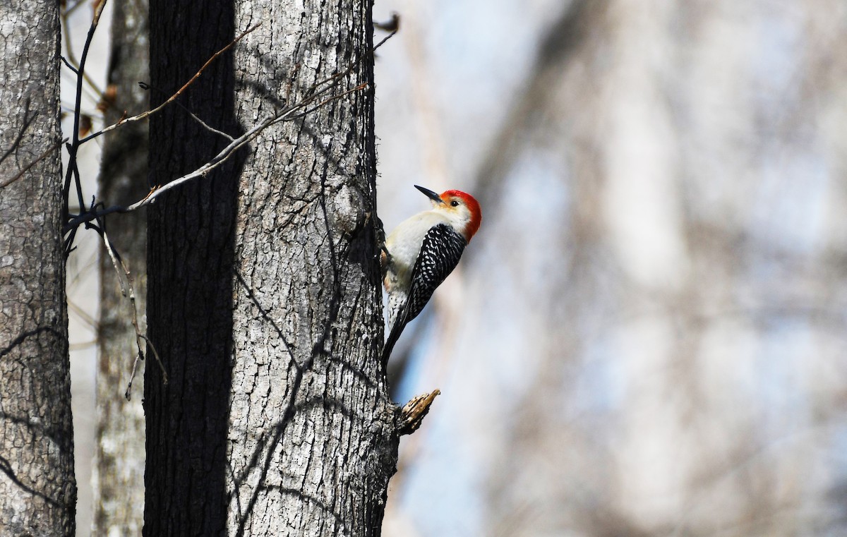 Red-bellied Woodpecker - ML532357451
