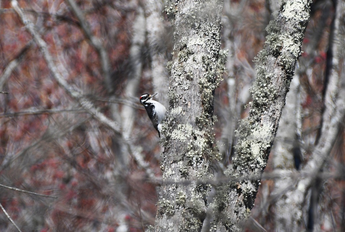 Hairy Woodpecker - Colin Maguire