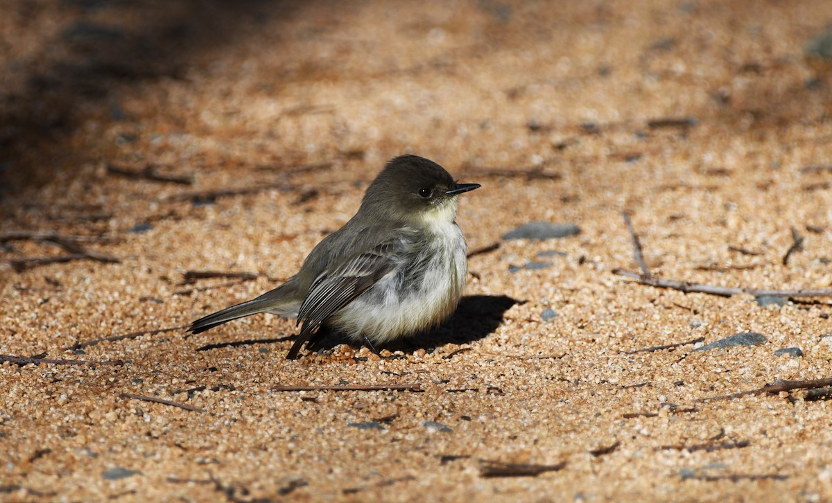 Eastern Phoebe - Colin Maguire