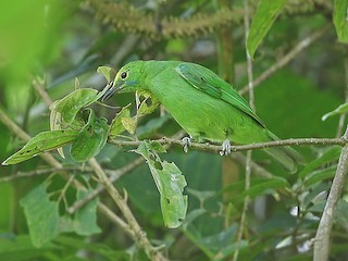  - Sumatran Leafbird