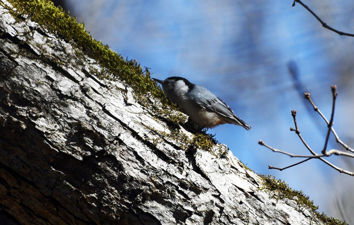 White-breasted Nuthatch - ML532358281