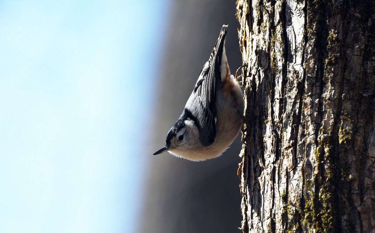 White-breasted Nuthatch - ML532358291