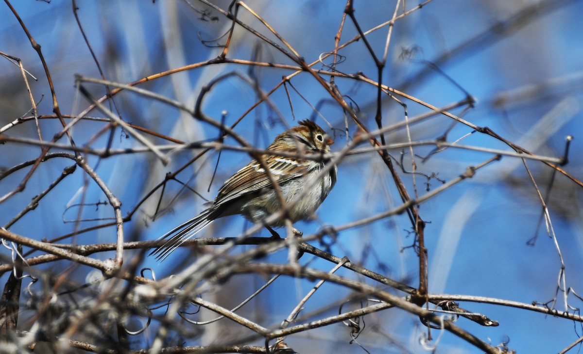 Field Sparrow - ML532359191