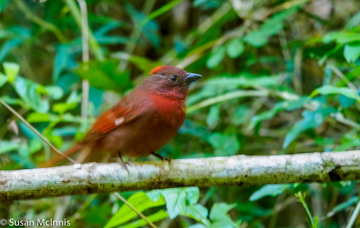 Red-crowned Ant-Tanager - ML532359491