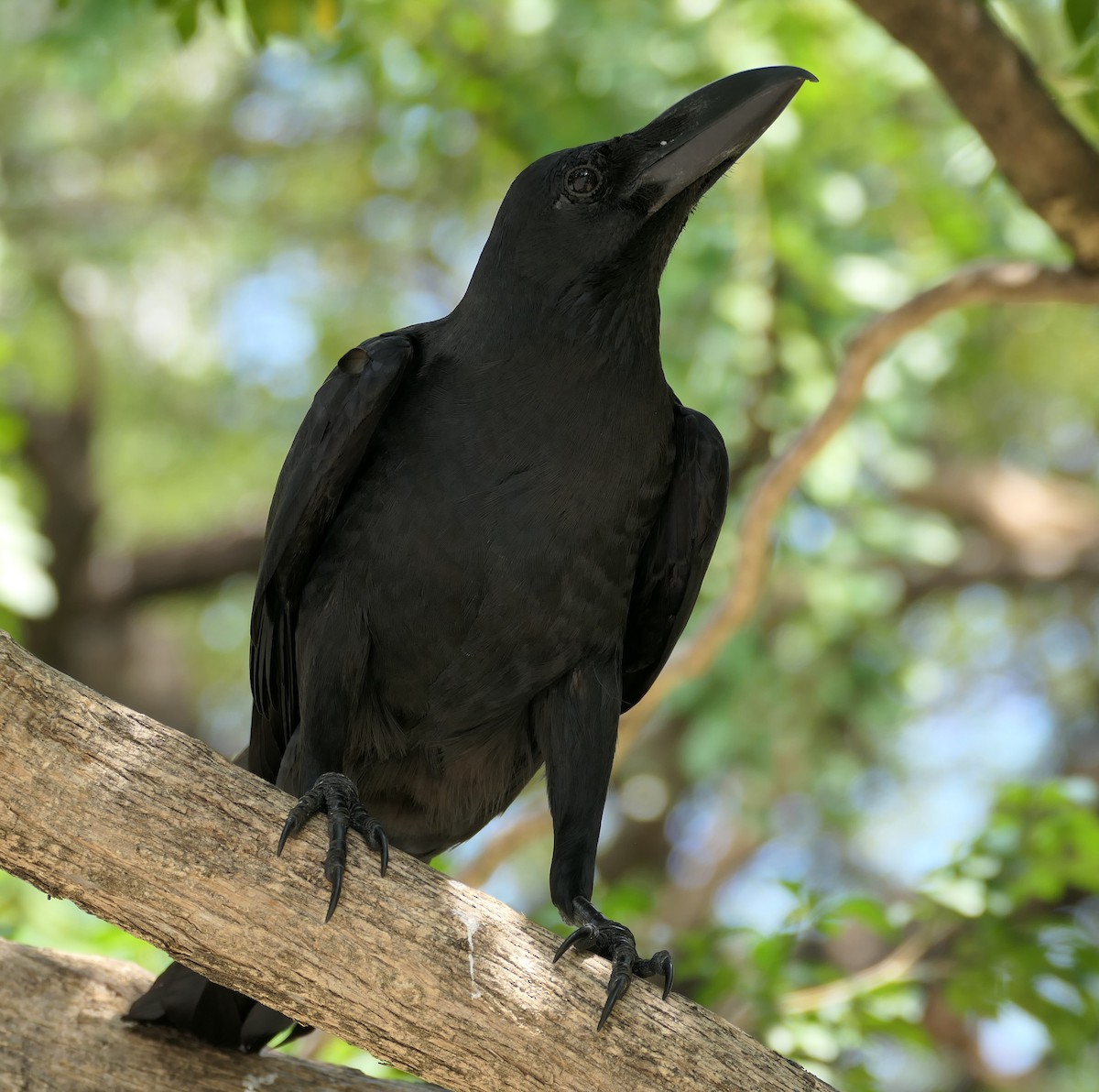 Large-billed Crow - ML532359901
