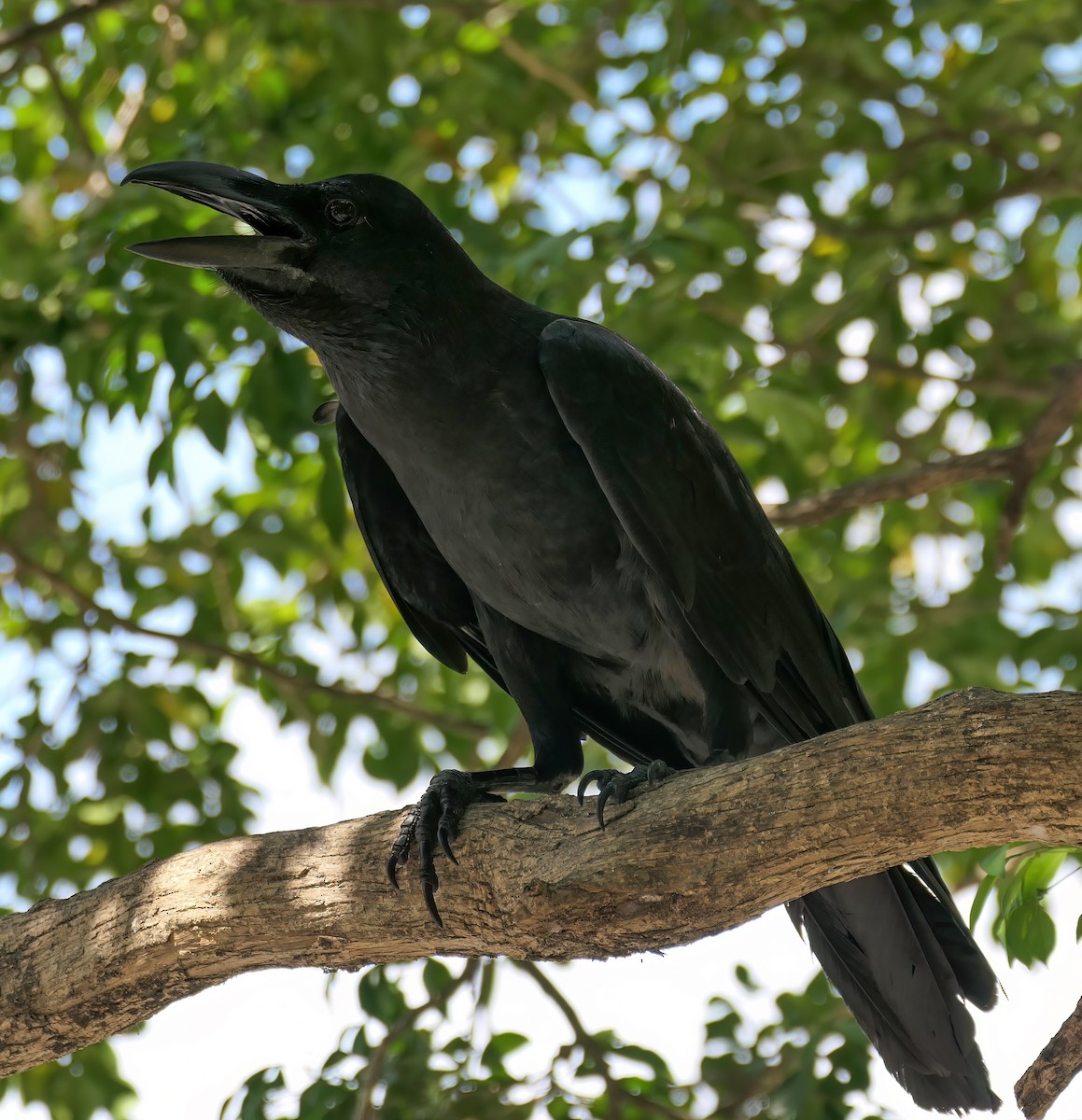 Large-billed Crow - ML532359911