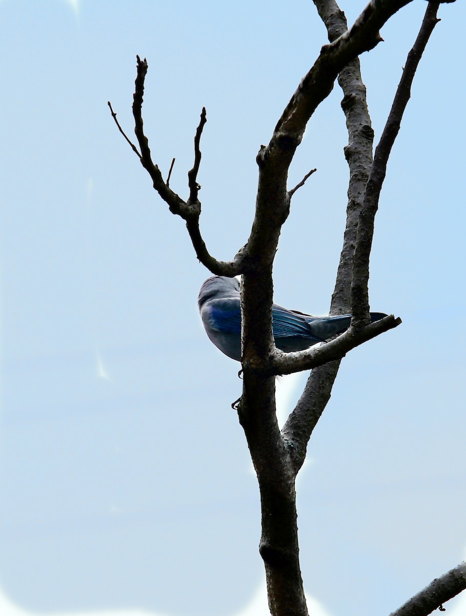 Blue-gray Tanager - ML532361551