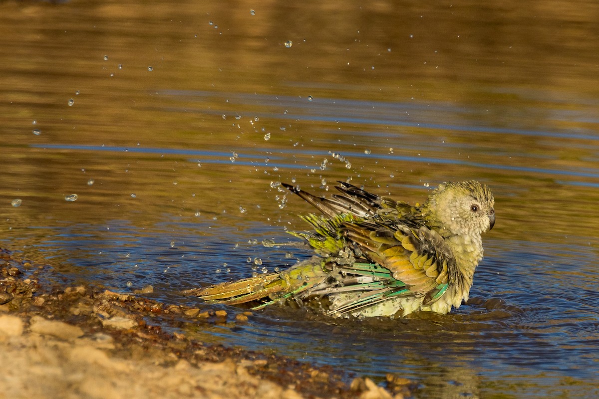 Red-rumped Parrot - ML532364211
