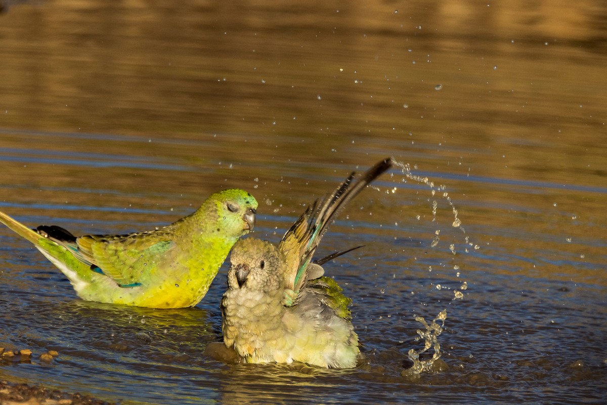 Red-rumped Parrot - ML532364281