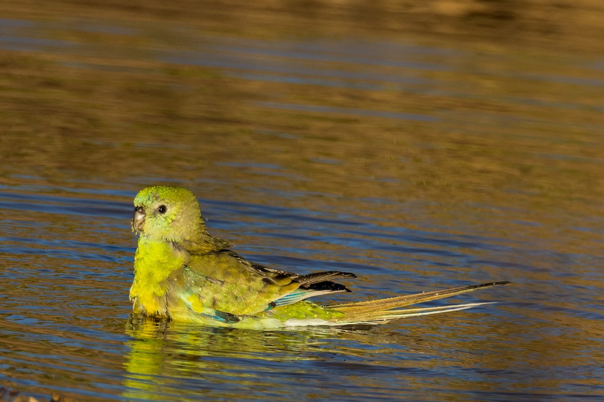 Red-rumped Parrot - ML532364431