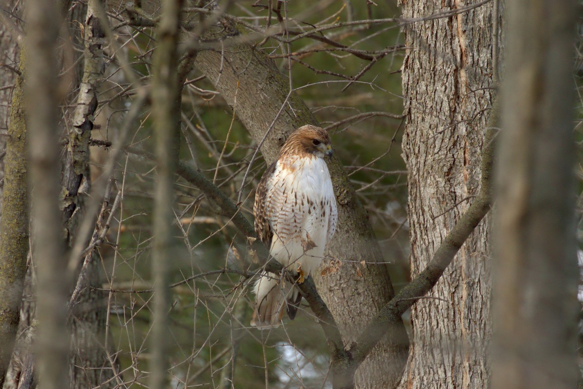 Red-tailed Hawk - ML532365851