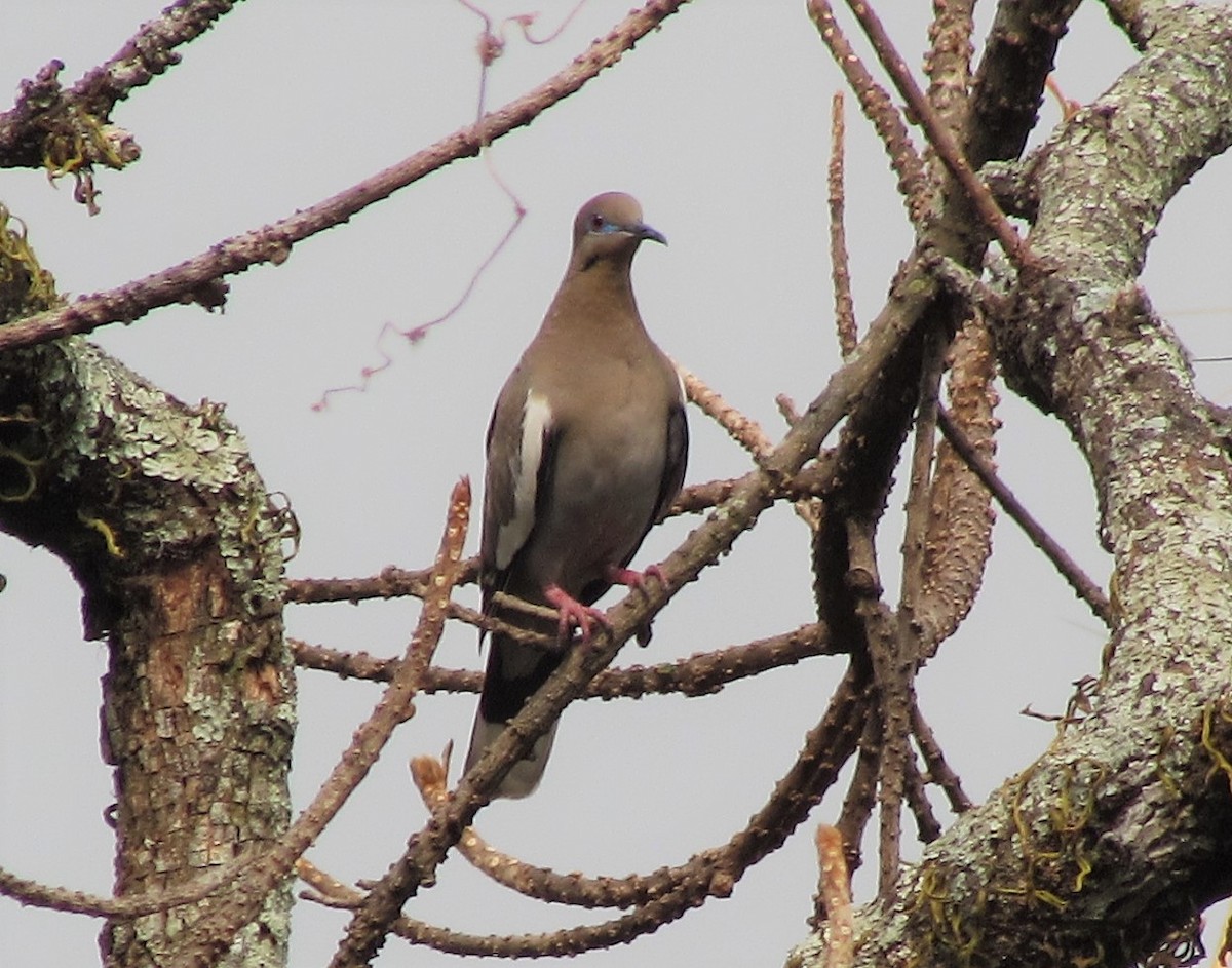 White-winged Dove - Mónica Pacas