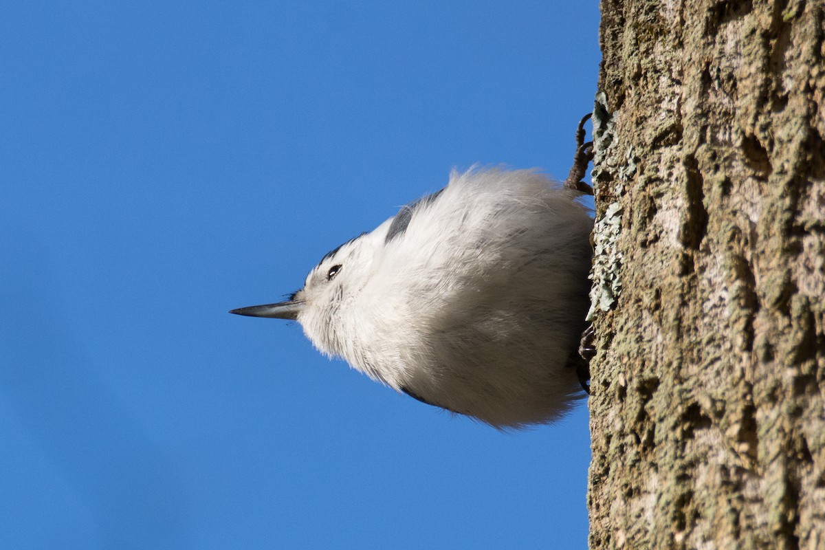 White-breasted Nuthatch - ML53237201