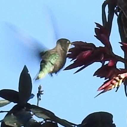 Rivoli's Hummingbird - ML532373121