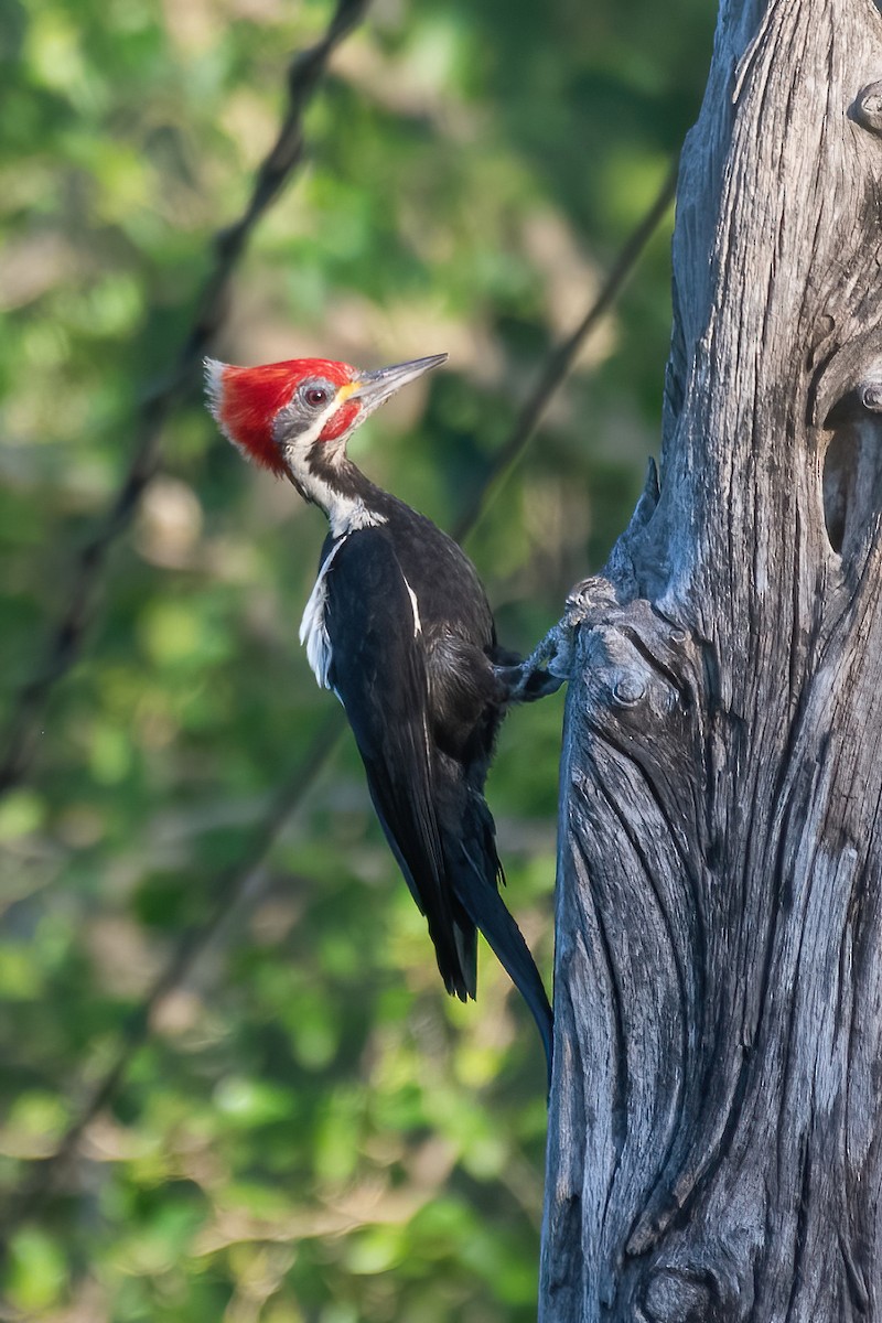 Black-bodied Woodpecker - Adriana Dinu