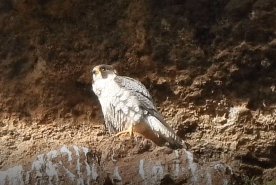 Peregrine Falcon (Barbary) - Nicolas Detriche