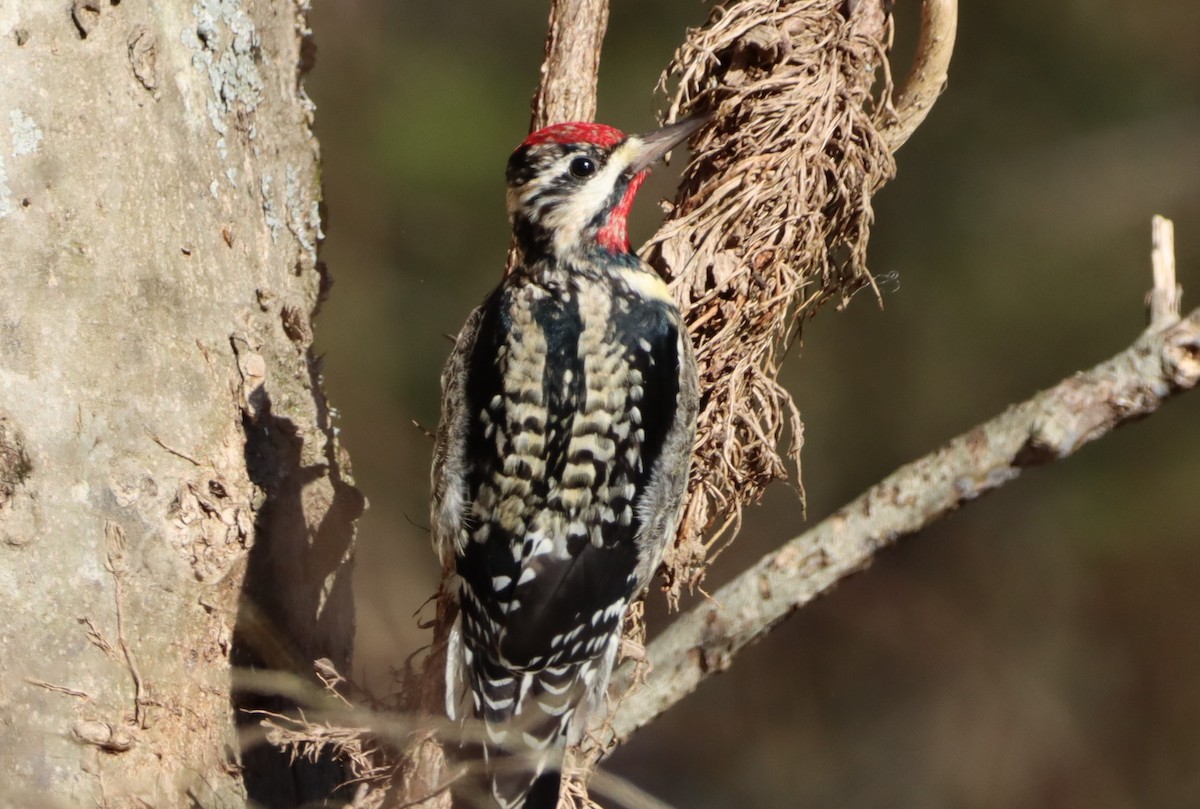 Yellow-bellied Sapsucker - ML532376861