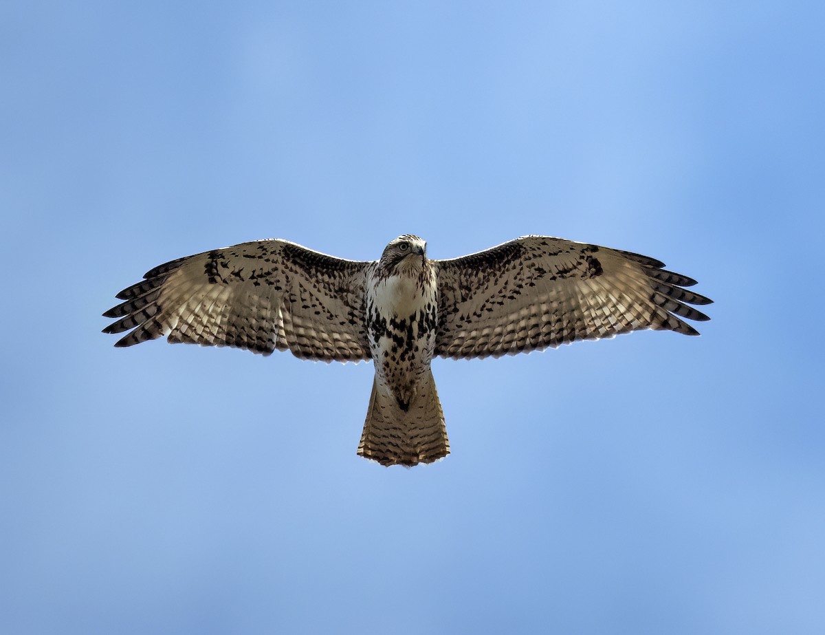 Red-tailed Hawk (abieticola) - ML532381111
