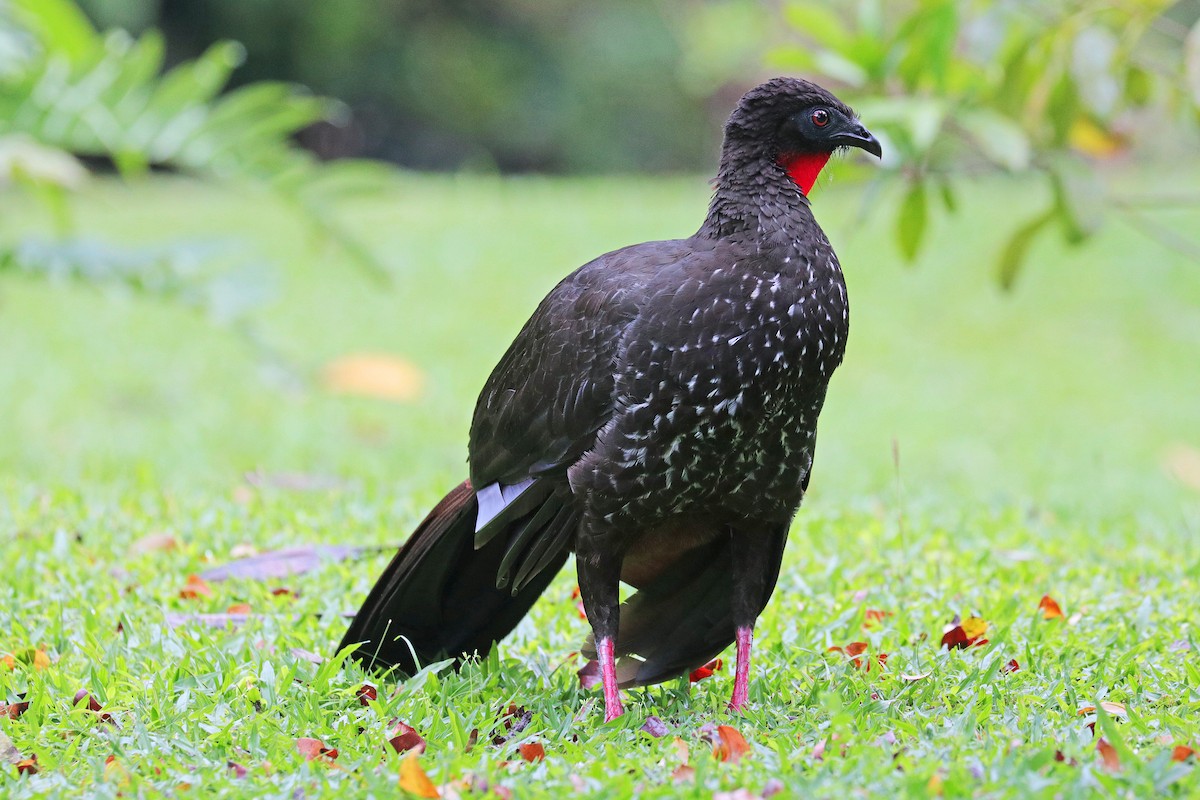 Crested Guan - ML532385341