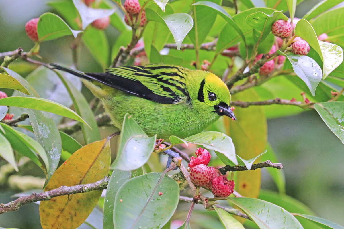 Emerald Tanager - ML532385991