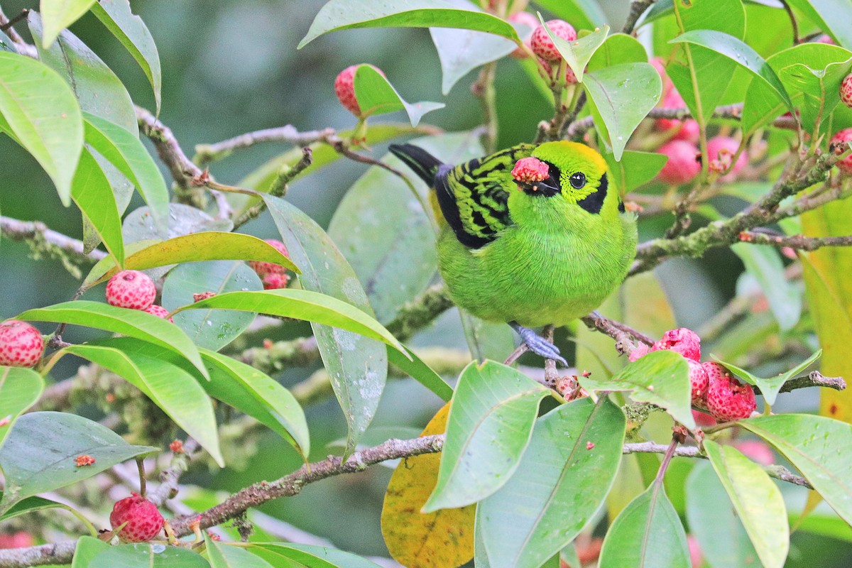 Emerald Tanager - ML532386301