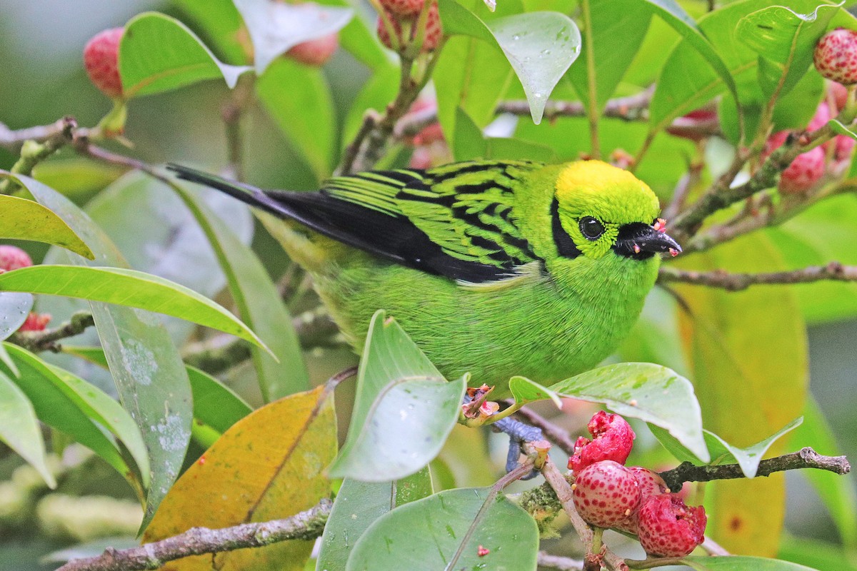 Emerald Tanager - ML532386461