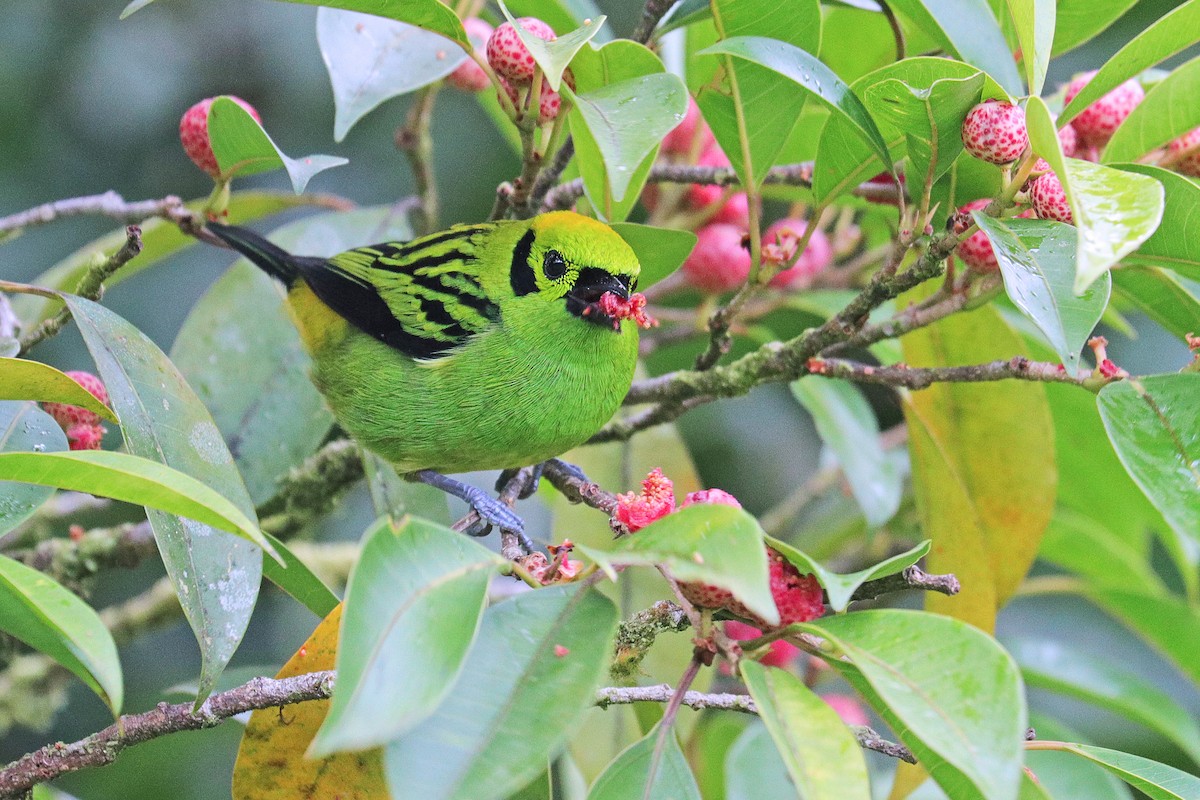 Emerald Tanager - ML532386541
