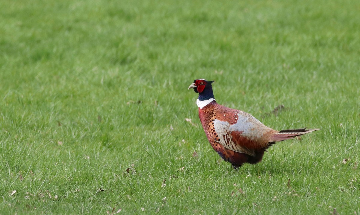 Ring-necked Pheasant - Perry  Edwards
