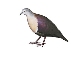 Santa Cruz Ground Dove - Pampusana sanctaecrucis - Birds of the World