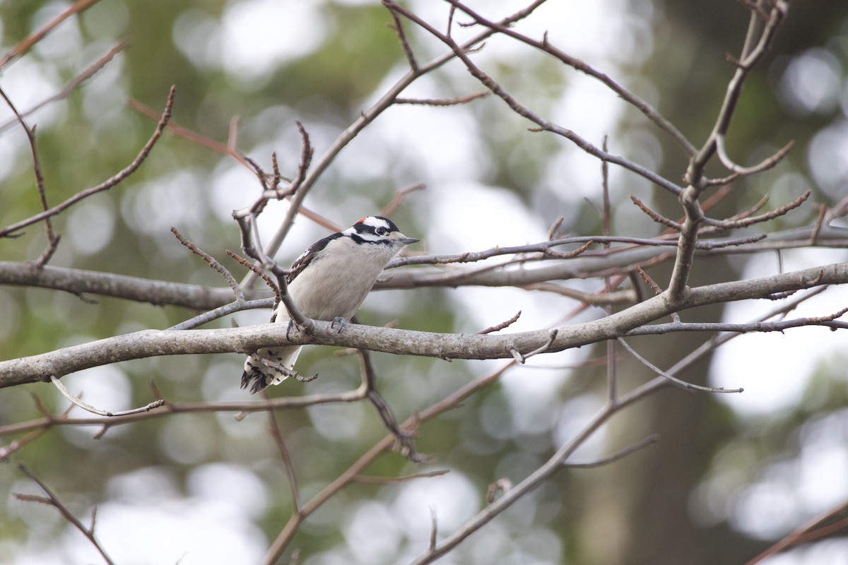 Downy Woodpecker (Eastern) - ML532389491