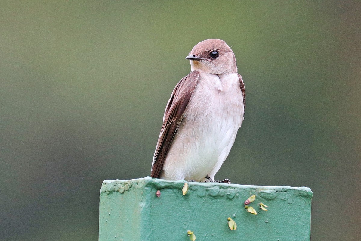 Southern Rough-winged Swallow - ML532389851
