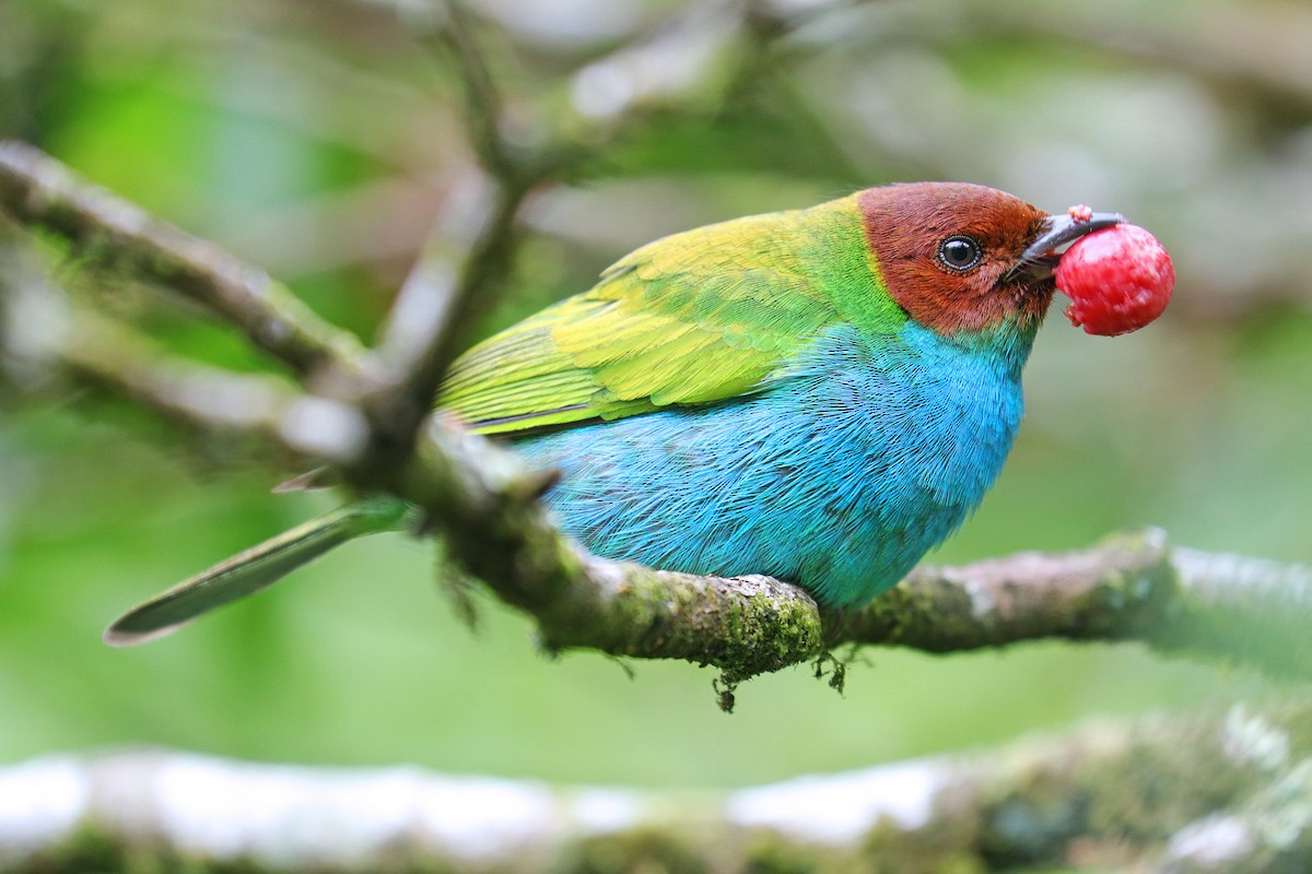 Bay-headed Tanager - ML532390201