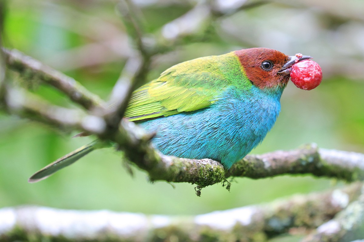 Bay-headed Tanager - ML532390261
