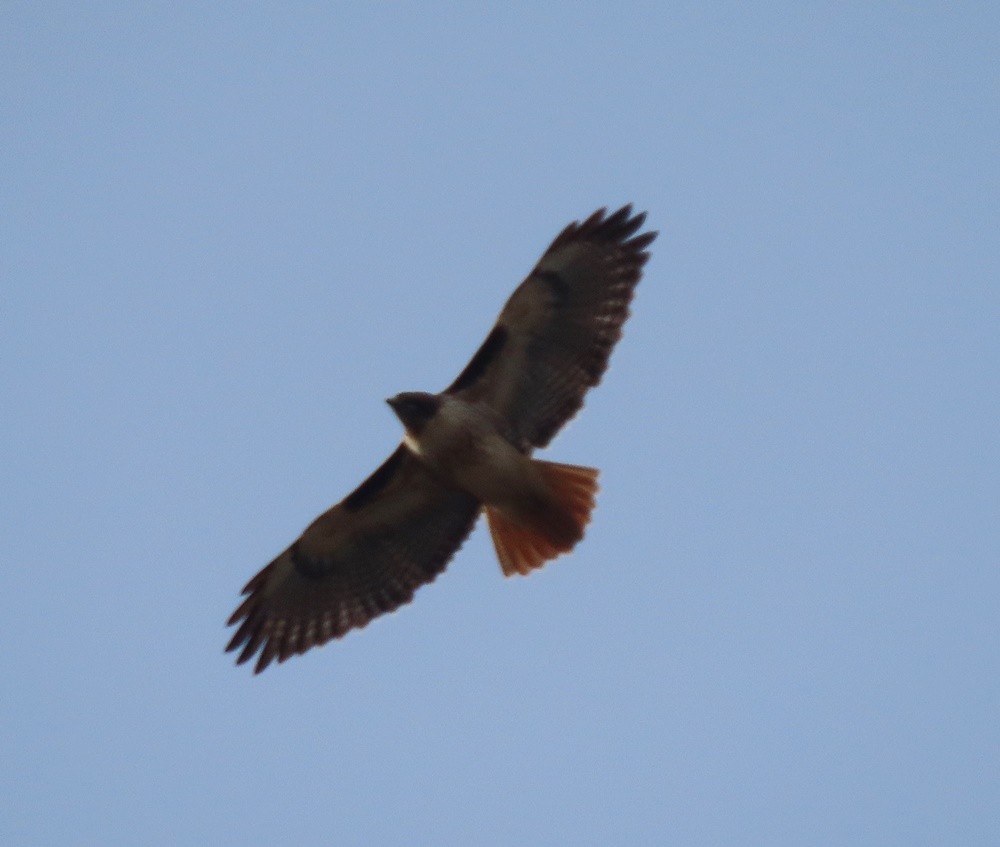 Red-tailed Hawk - ML532390461
