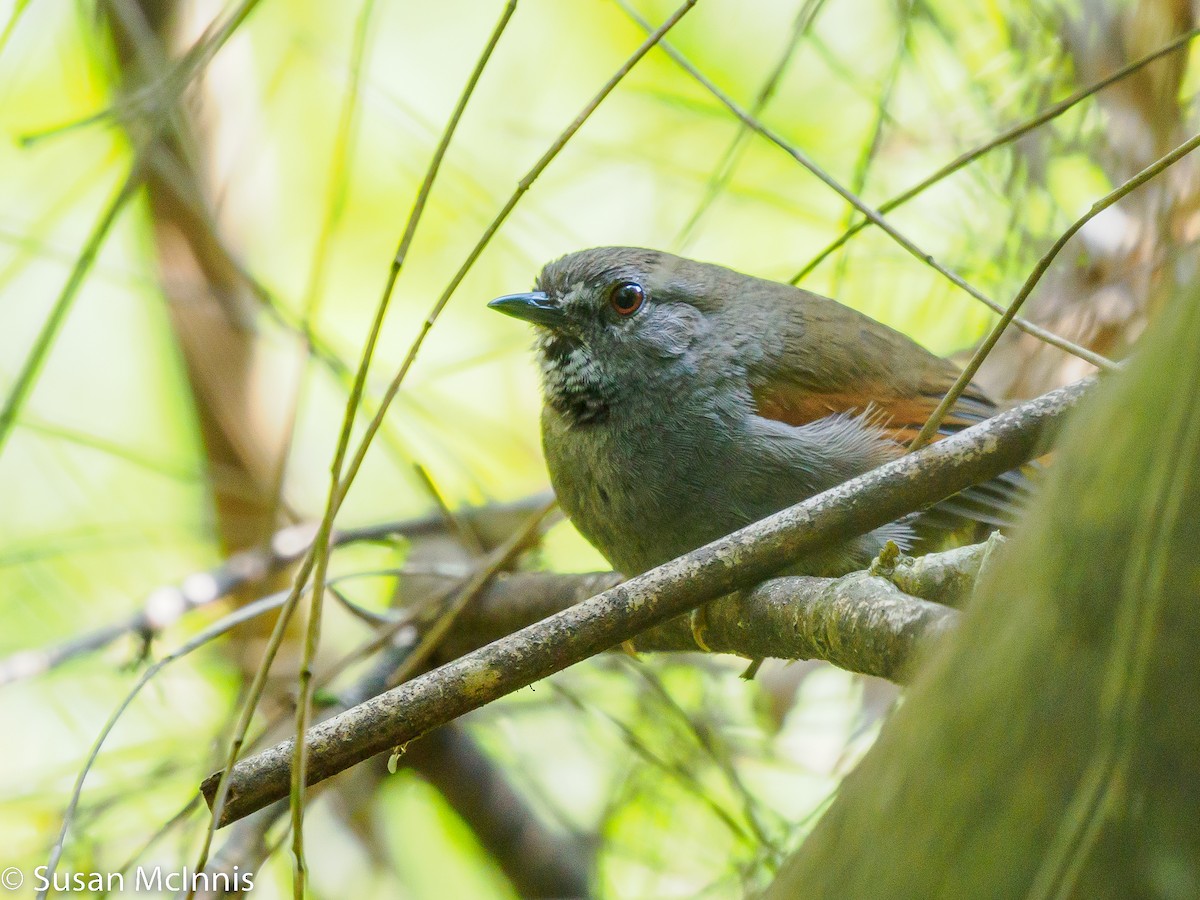 Gray-bellied Spinetail - ML532393201