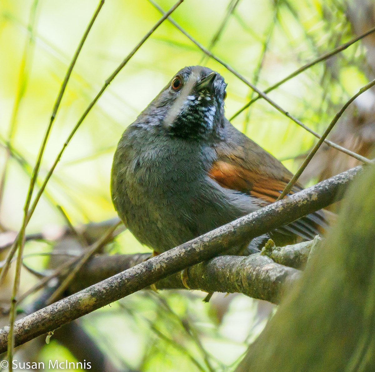 Gray-bellied Spinetail - ML532393411