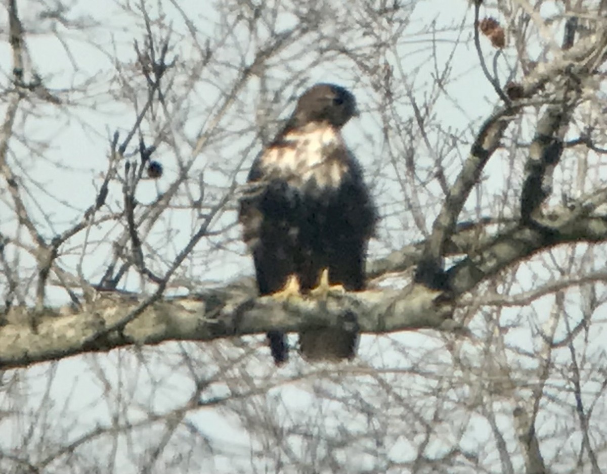 Red-tailed Hawk (Harlan's) - ML532393471