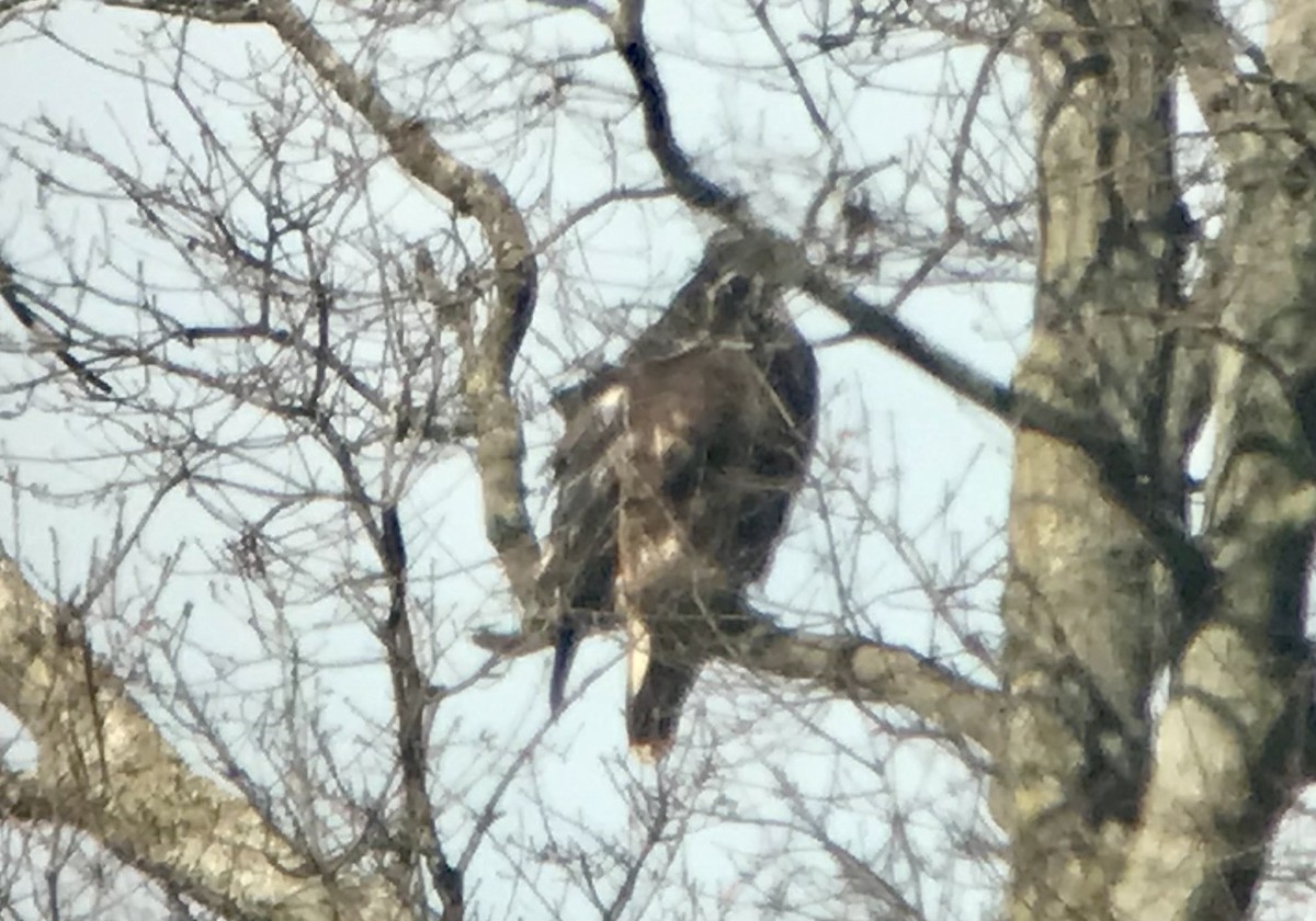 Red-tailed Hawk (Harlan's) - ML532393481