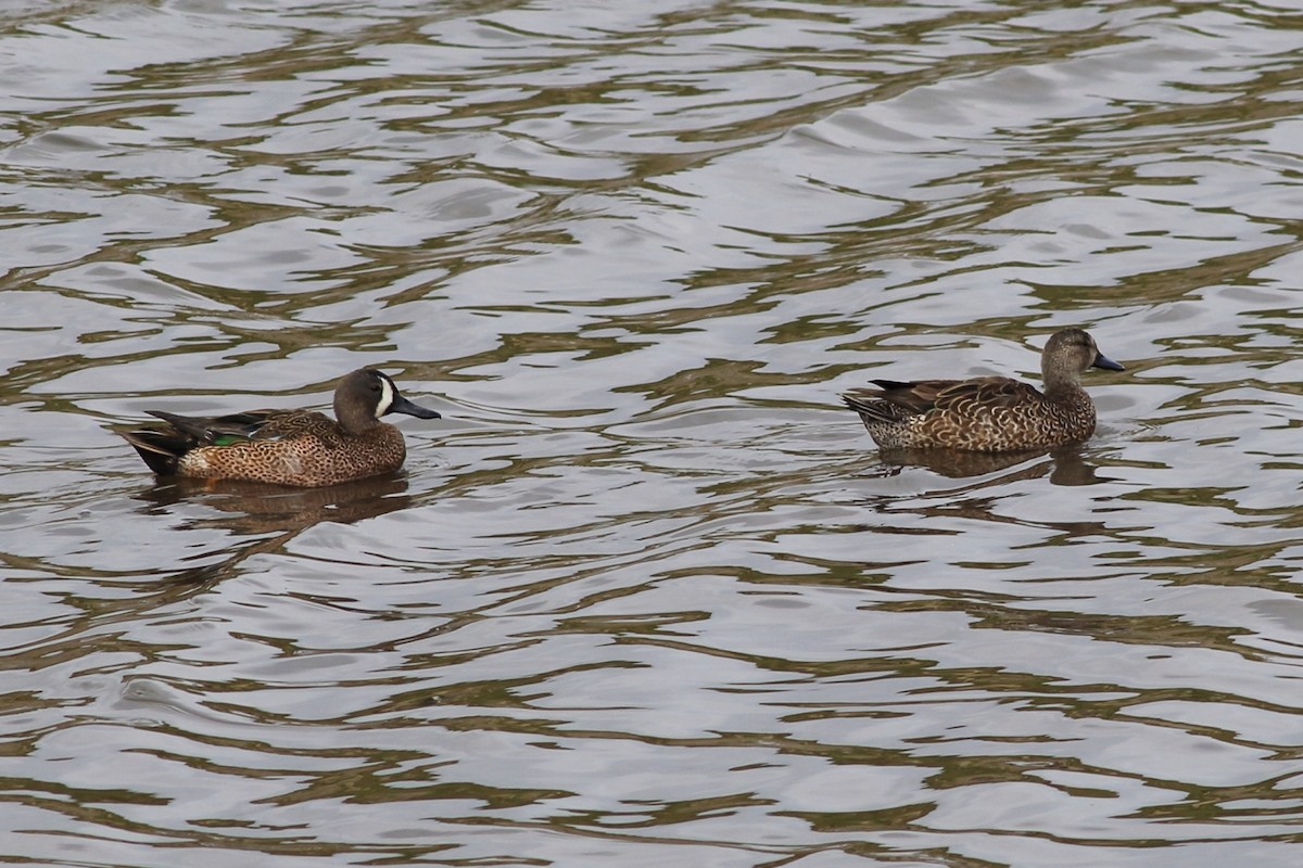 Blue-winged Teal - ML532394031
